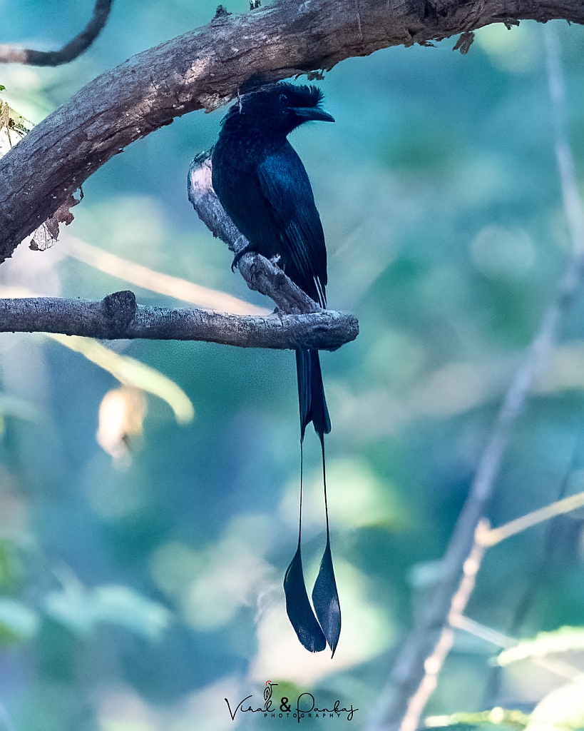 Greater Racket-tailed Drongo