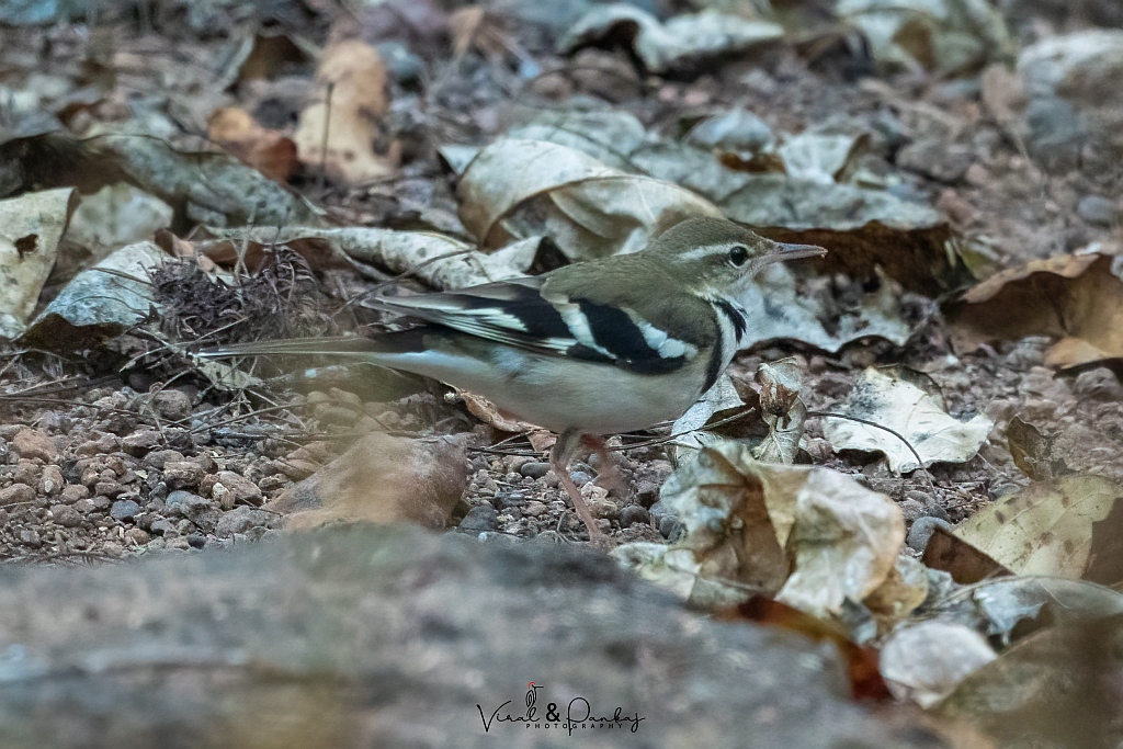 Forest Wagtail