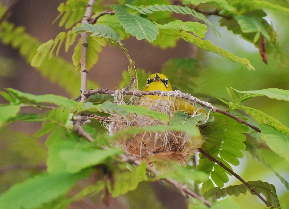 Oriental White-eye
