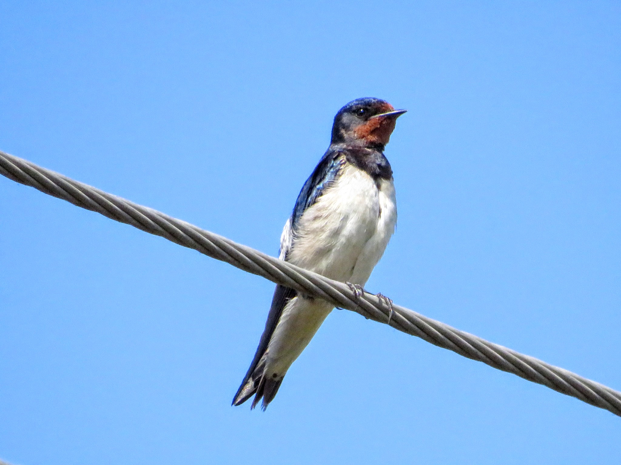 Barn Swallow