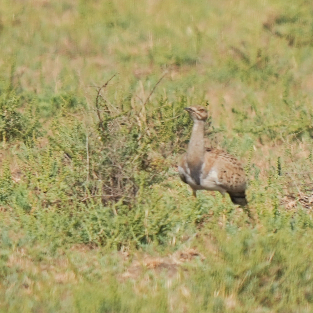 MacQueen's Bustard