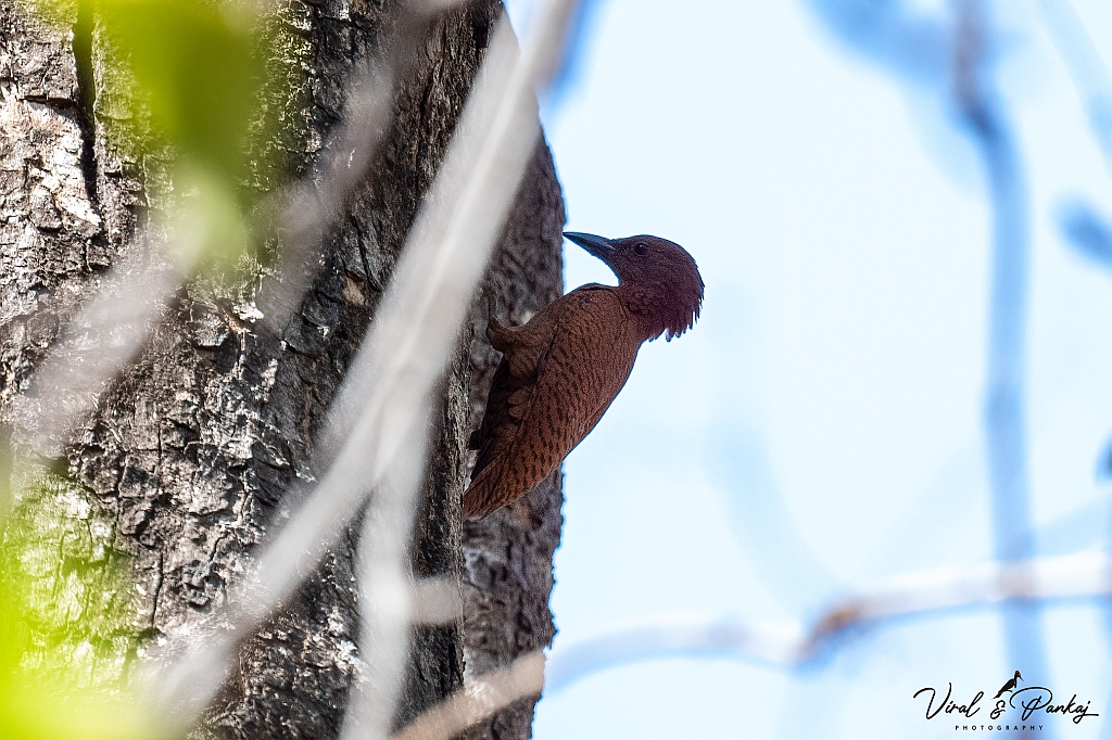 Rufous Woodpecker