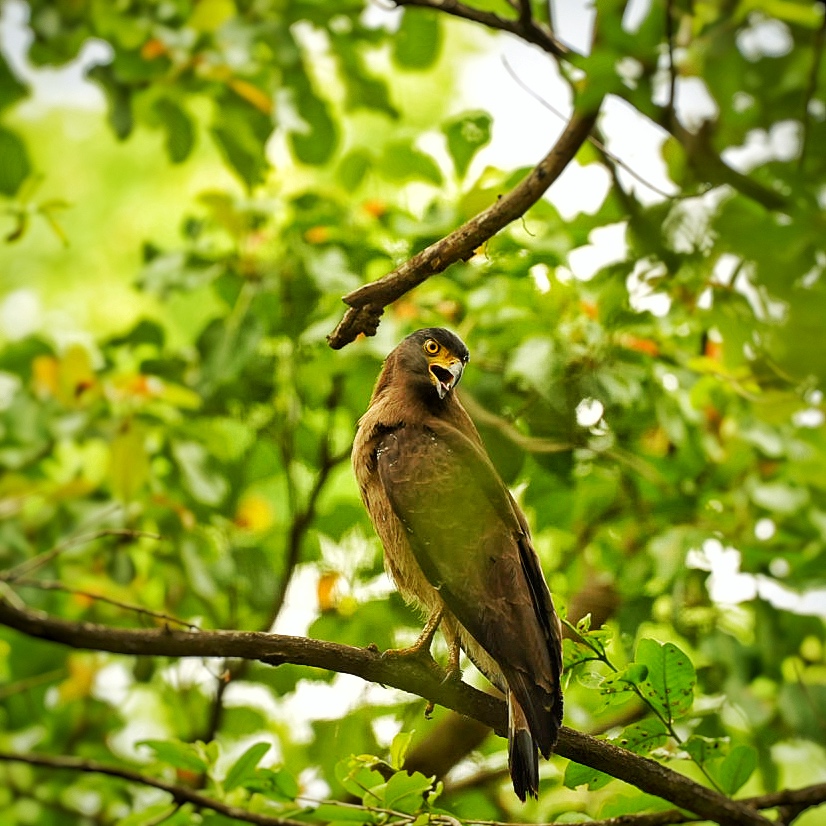 Crested Serpent Eagle