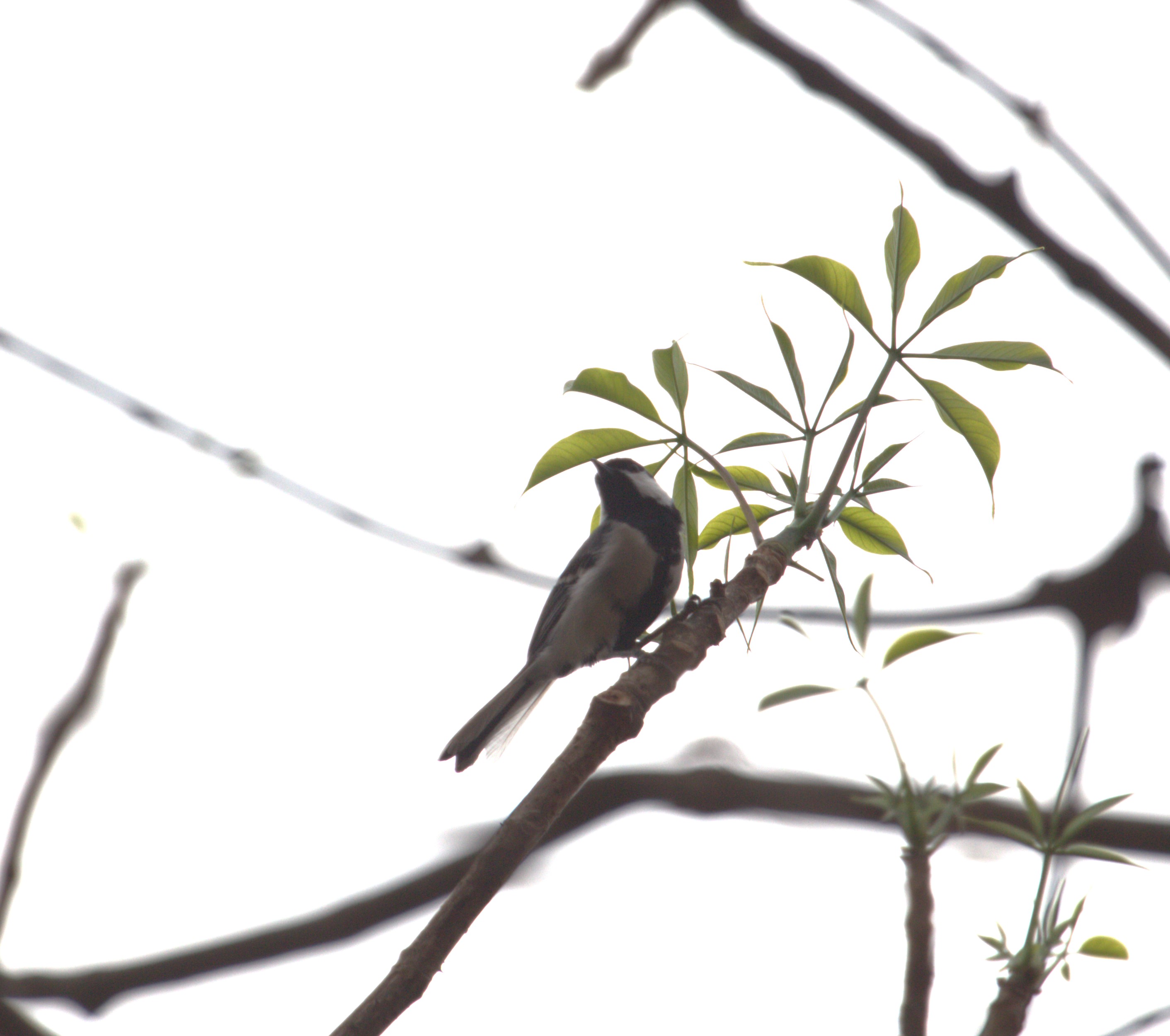 Cinereous Tit
