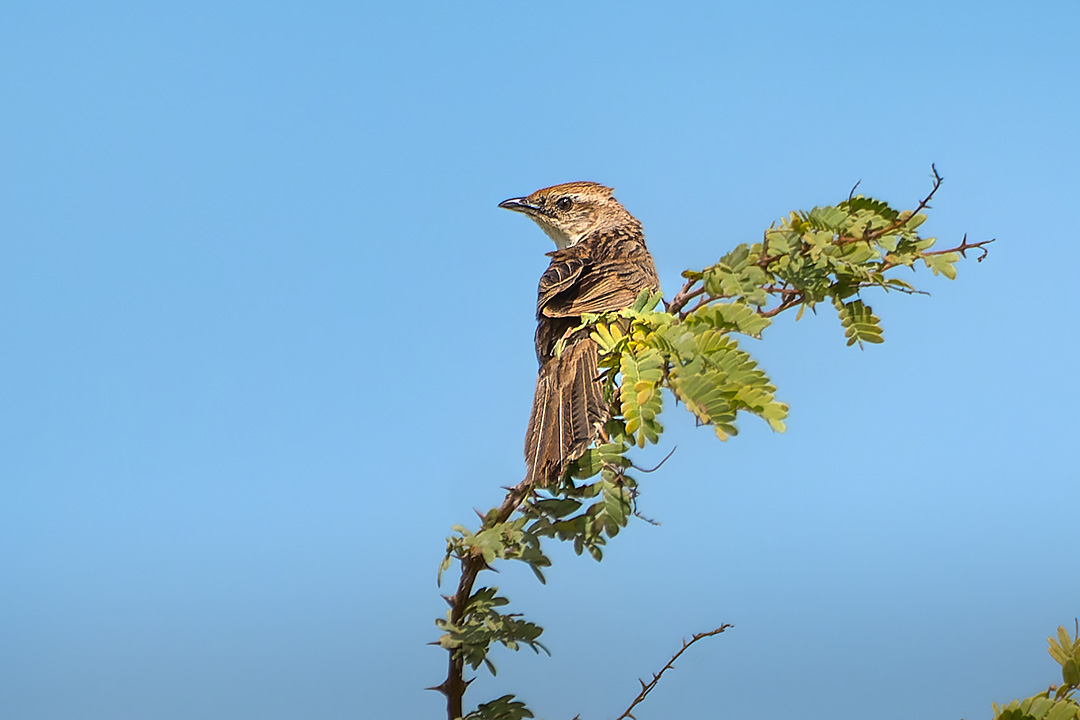 Bristled Grassbird