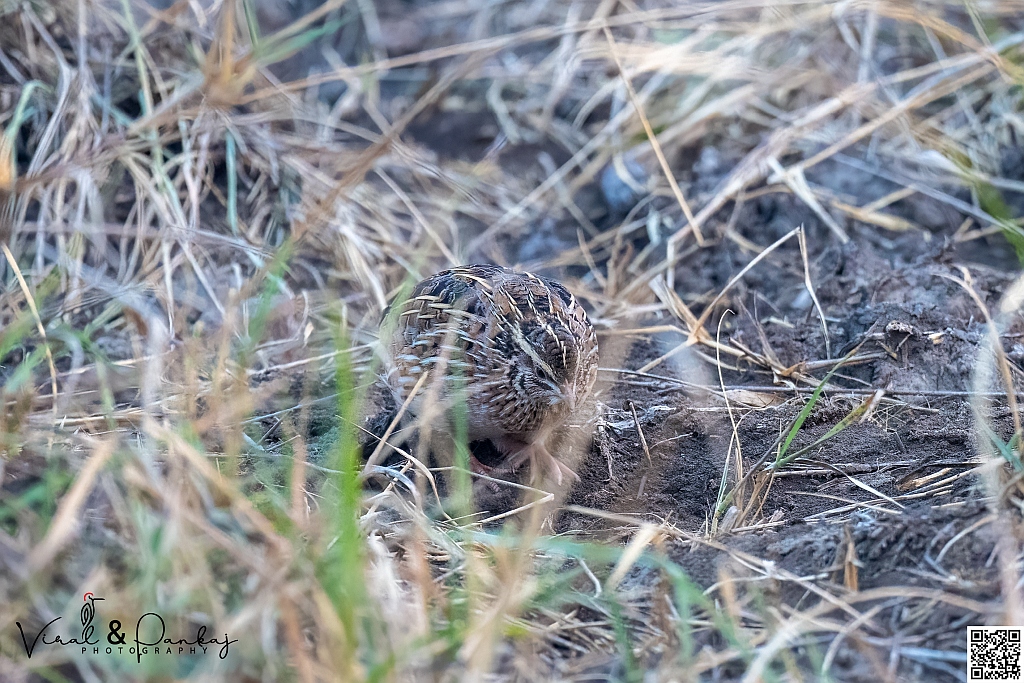 Common Quail