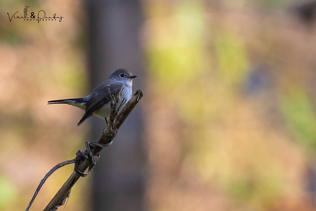 Taiga Flycatcher