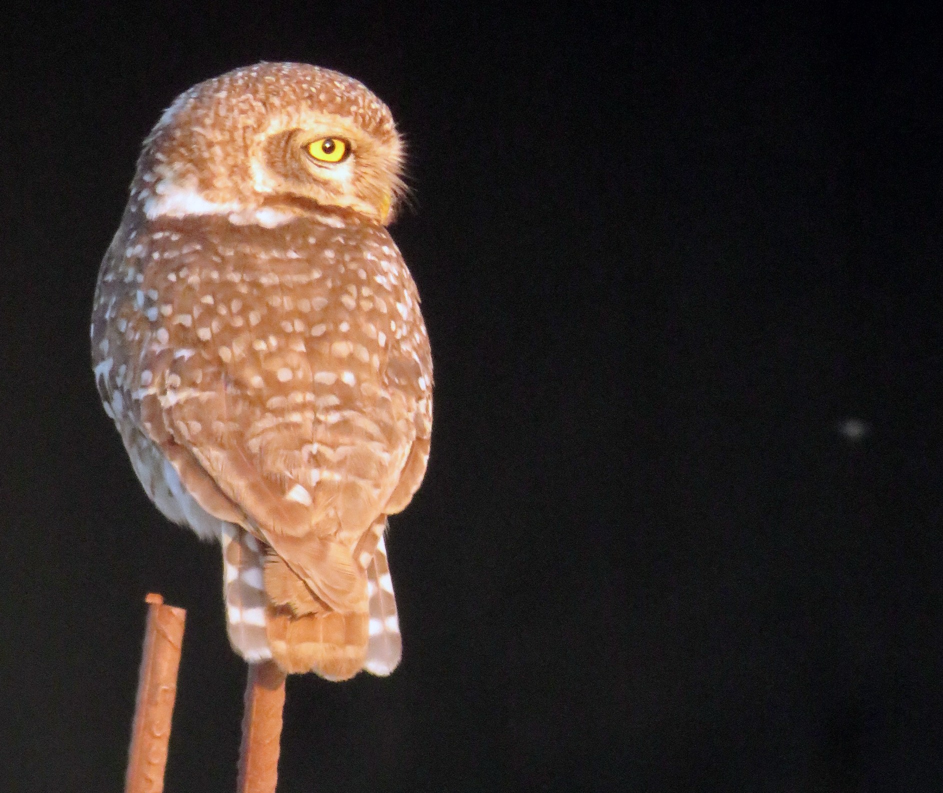 Spotted Owlet
