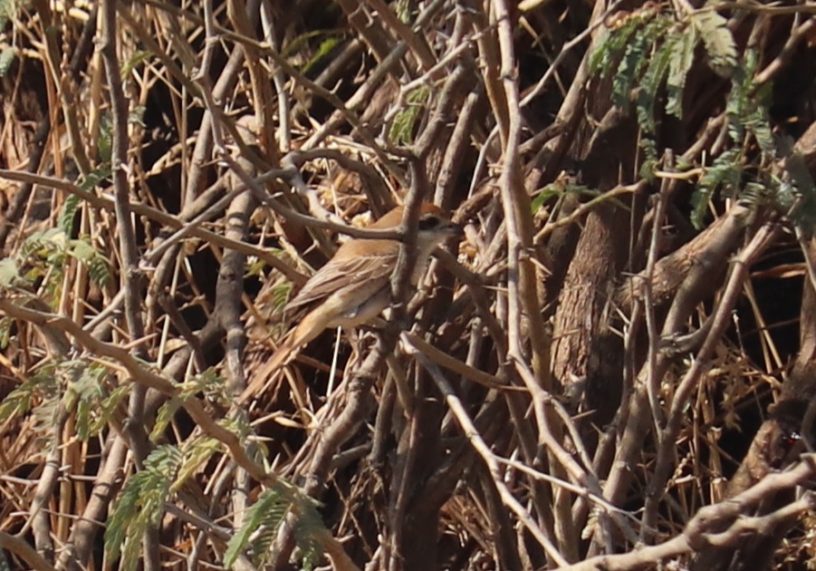 Red-tailed Shrike
