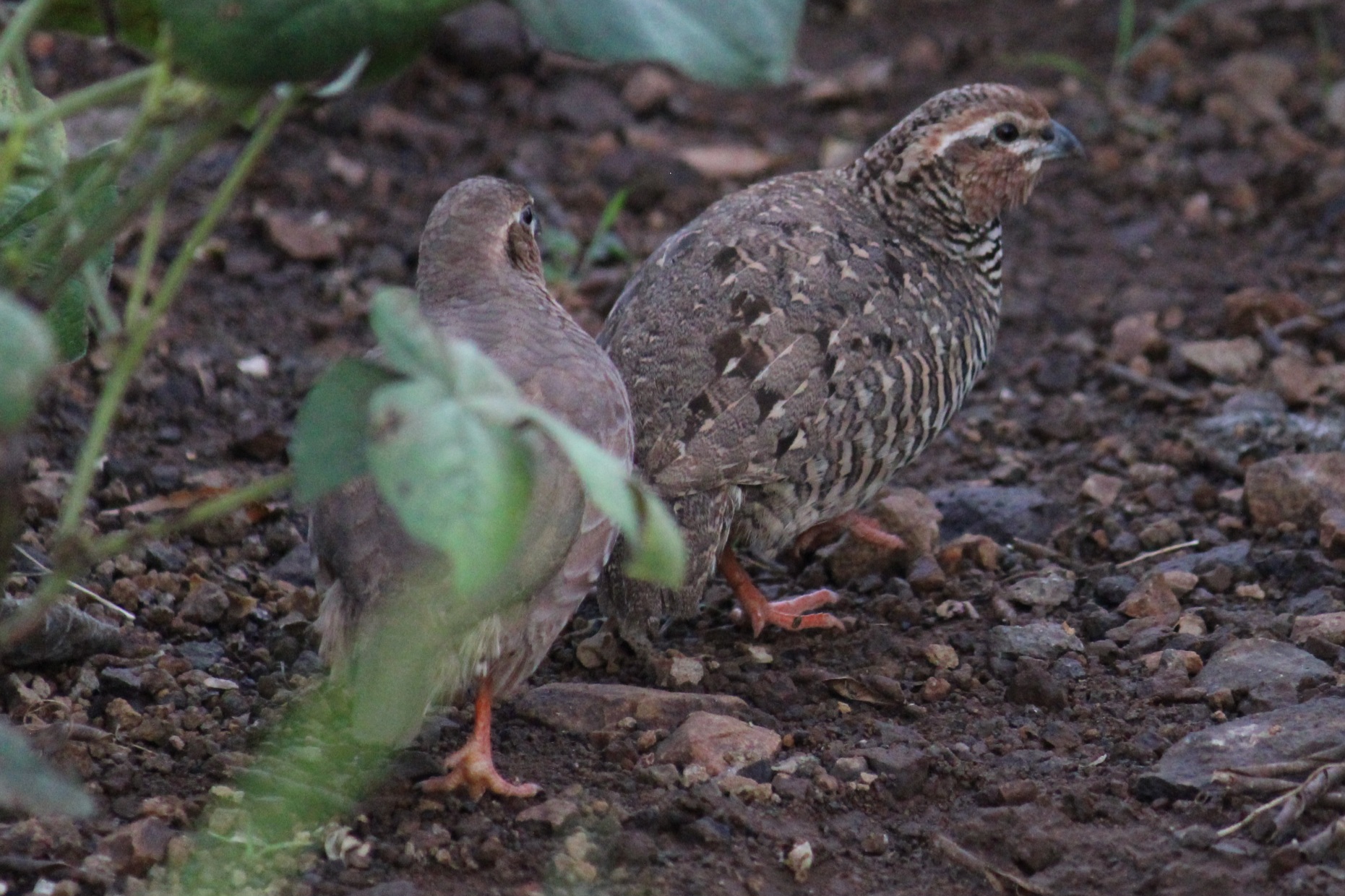 Rock Bush Quail
