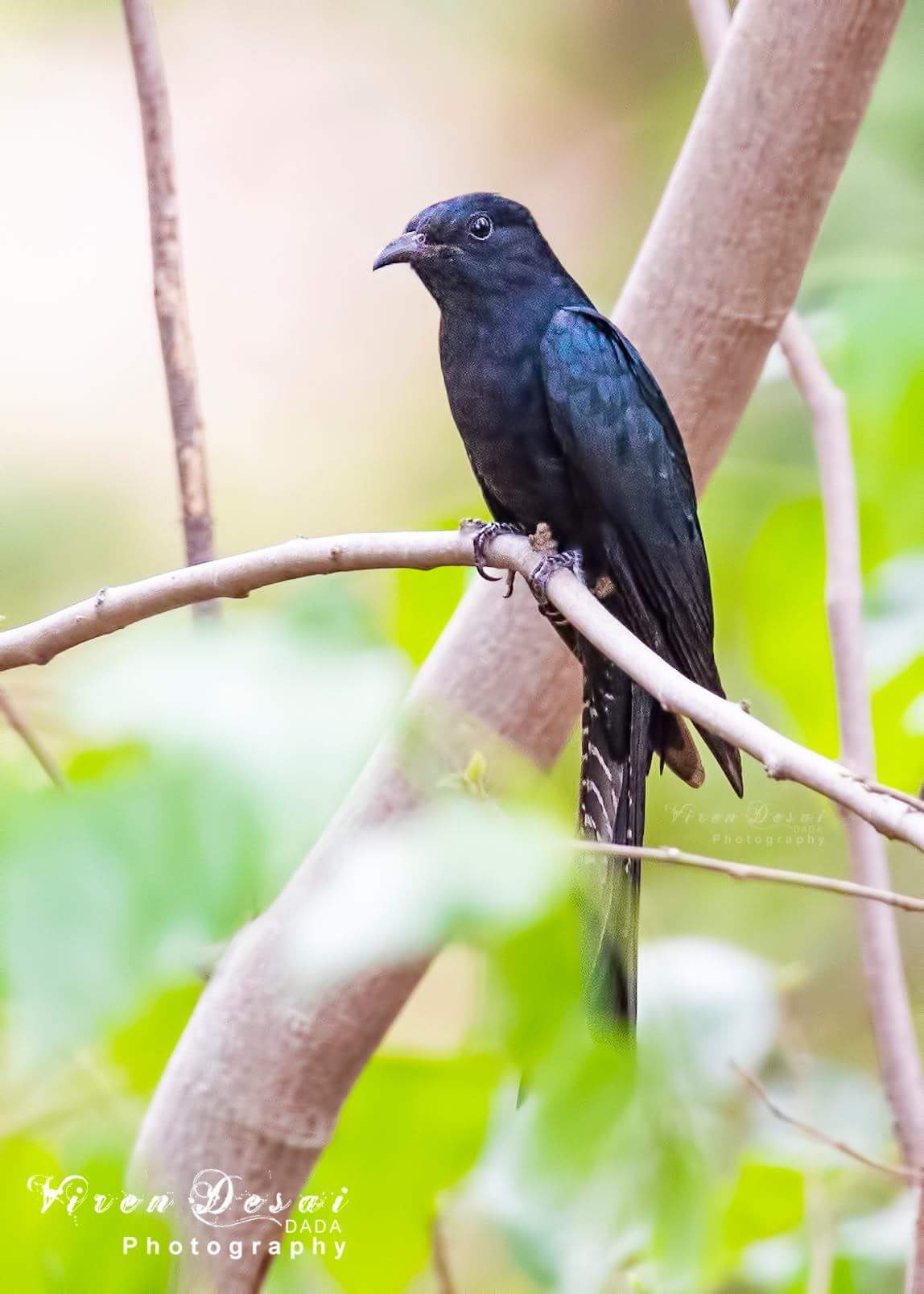 Asian Drongo Cuckoo 