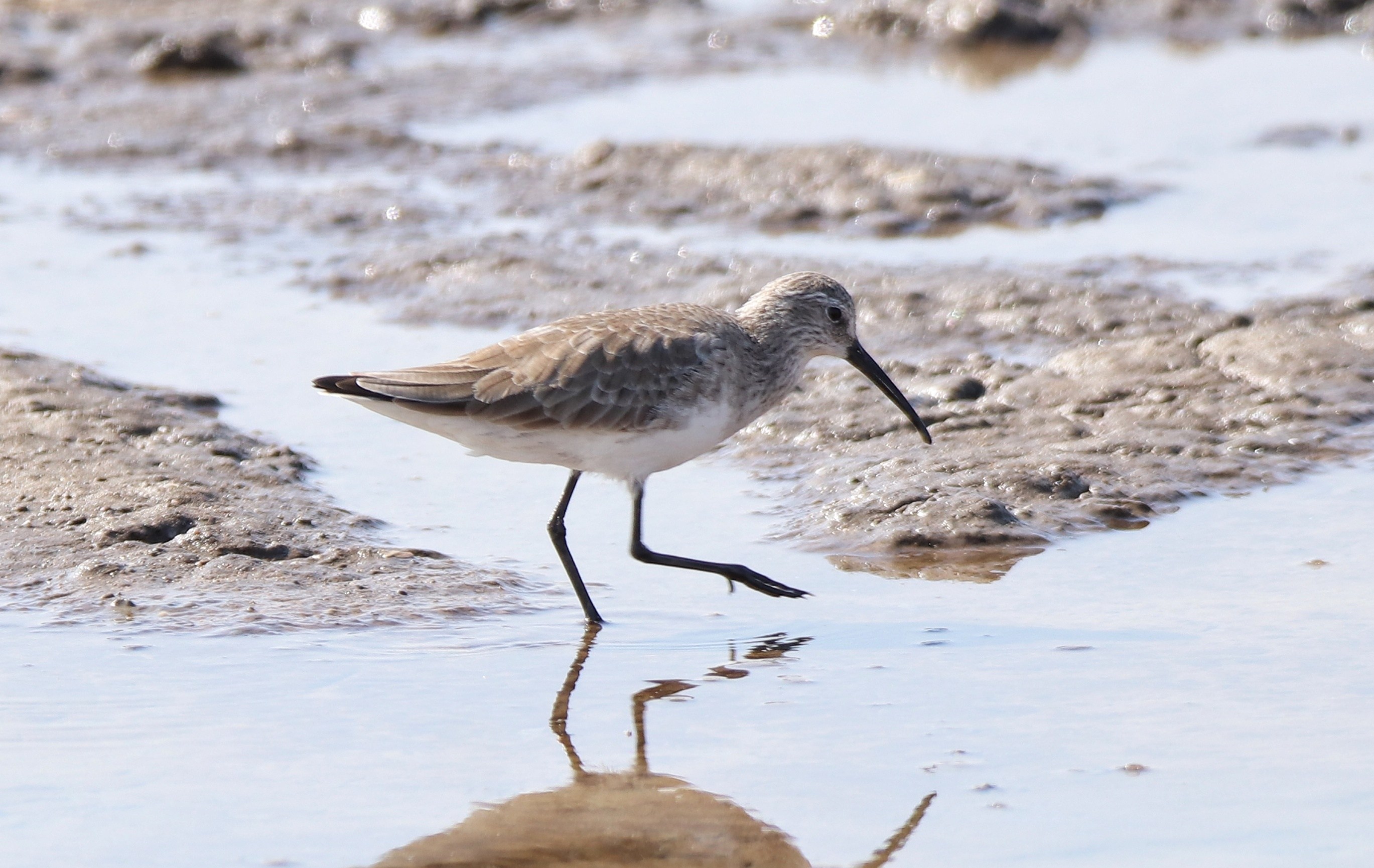 Curlew Sandpiper
