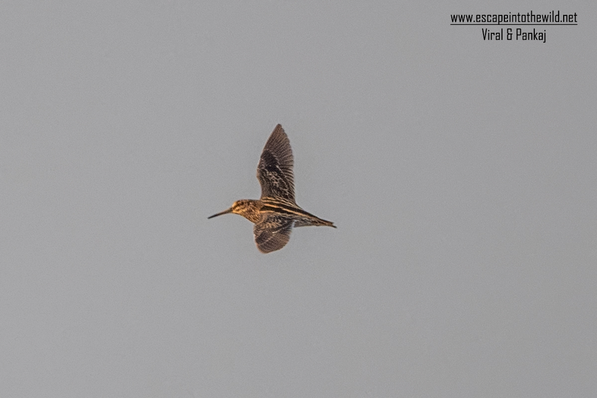 Jack Snipe