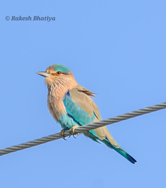 Indian Roller