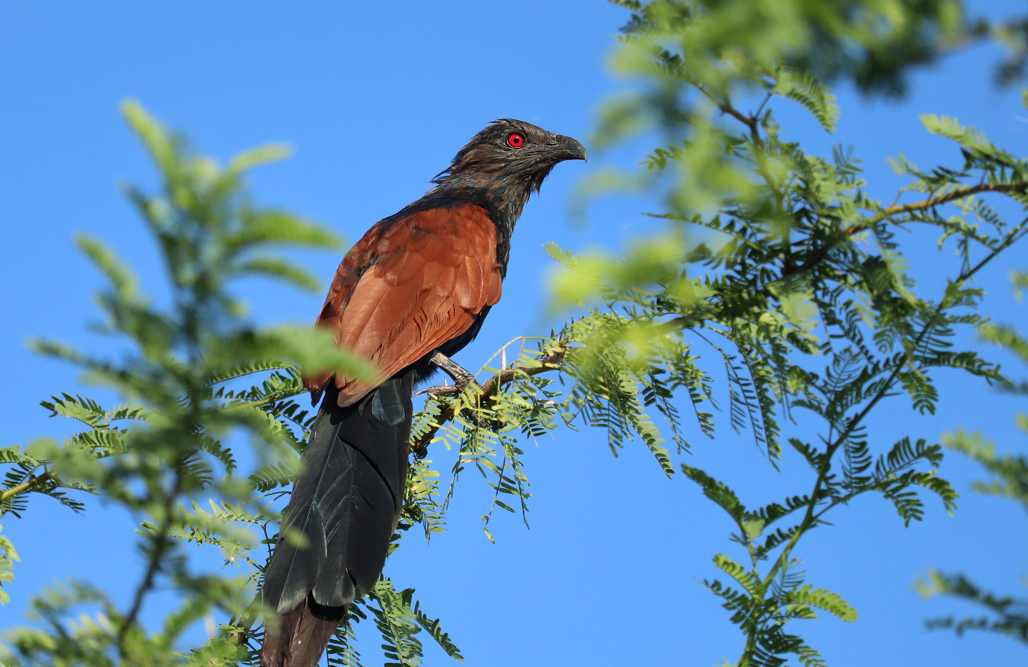 Greater Coucal