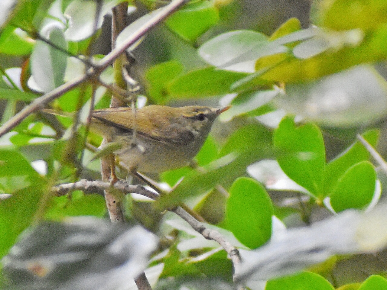 Greenish Warbler