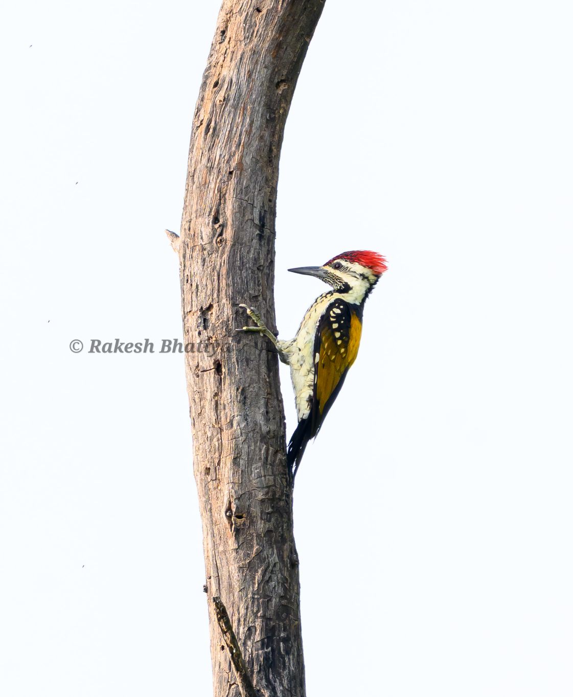 Black-rumped Flameback