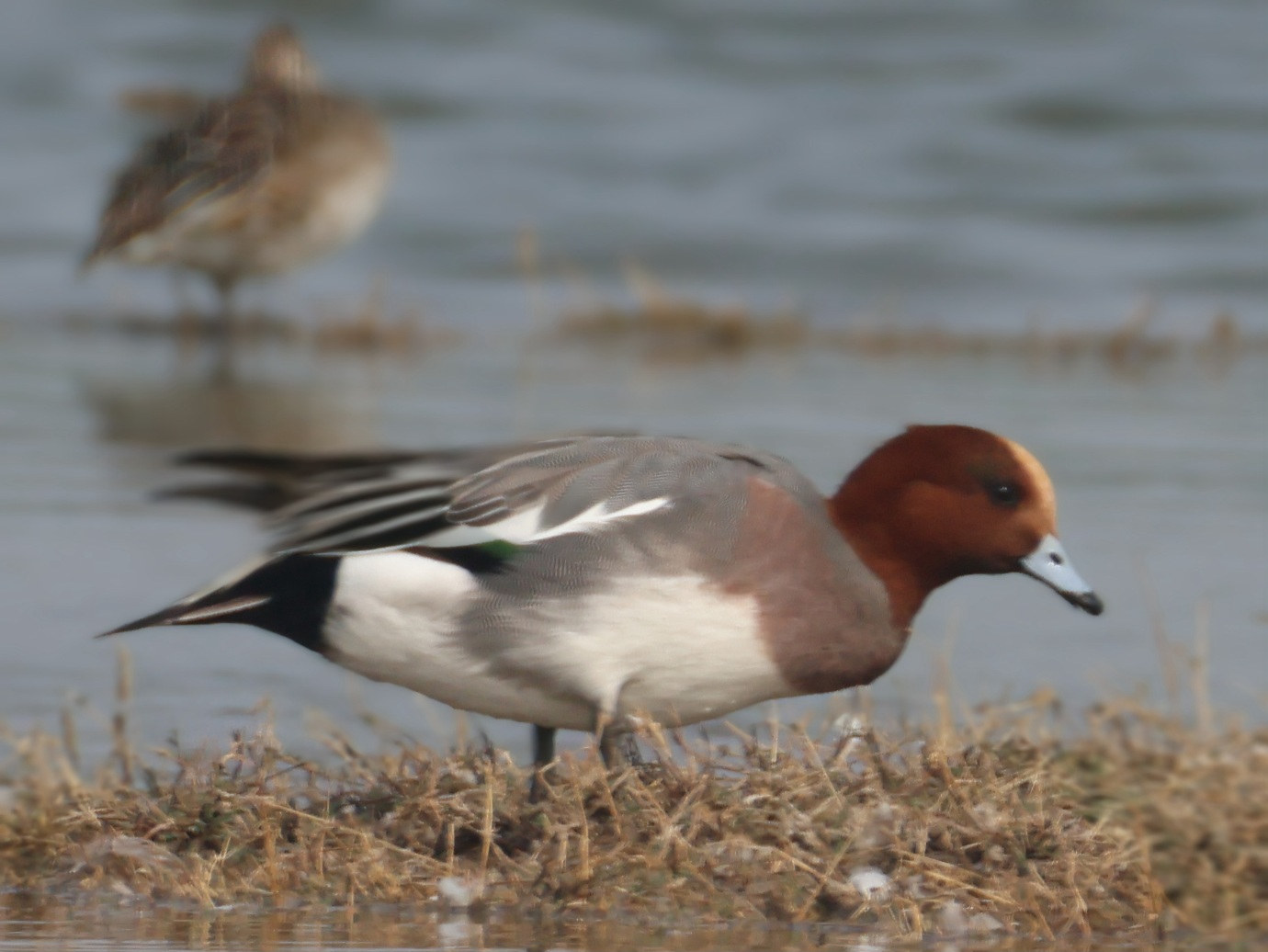 Eurasian Wigeon