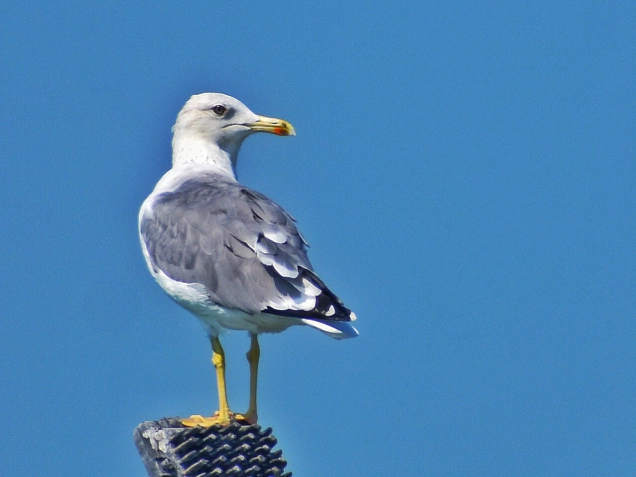 Lesser Black-backed Gull