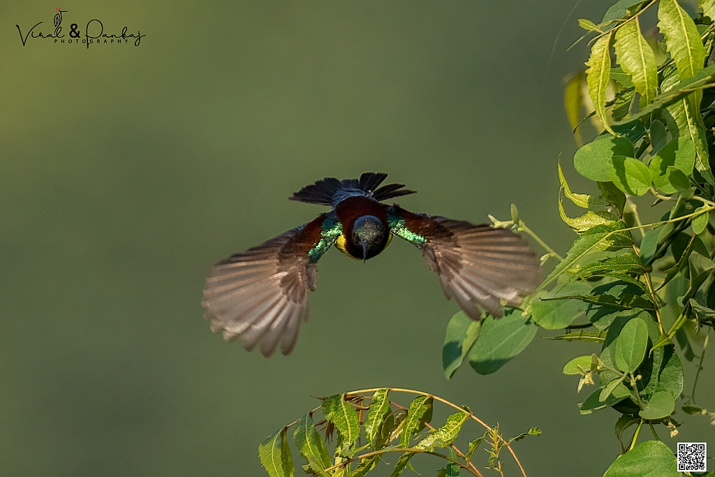 Purple-rumped Sunbird