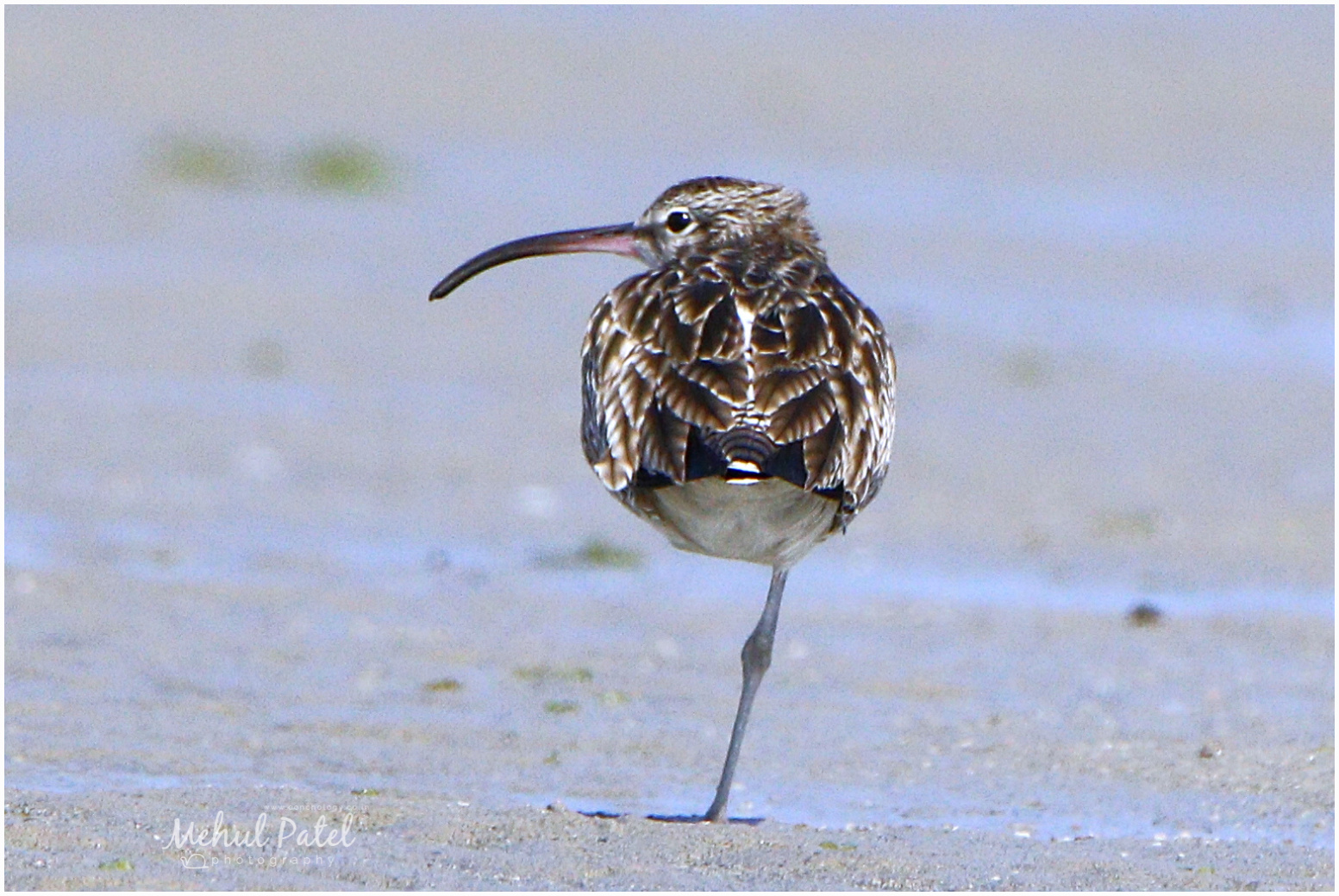 Whimbrel 