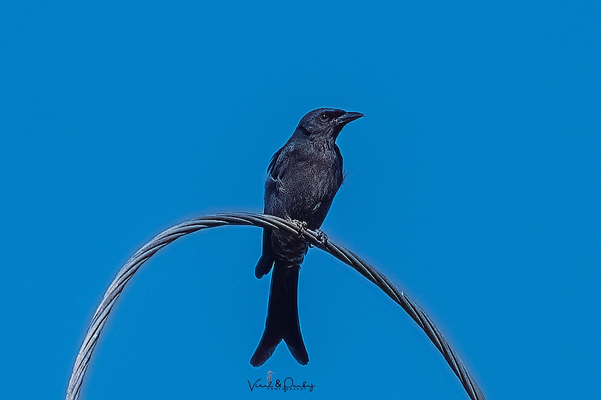 Ashy Drongo