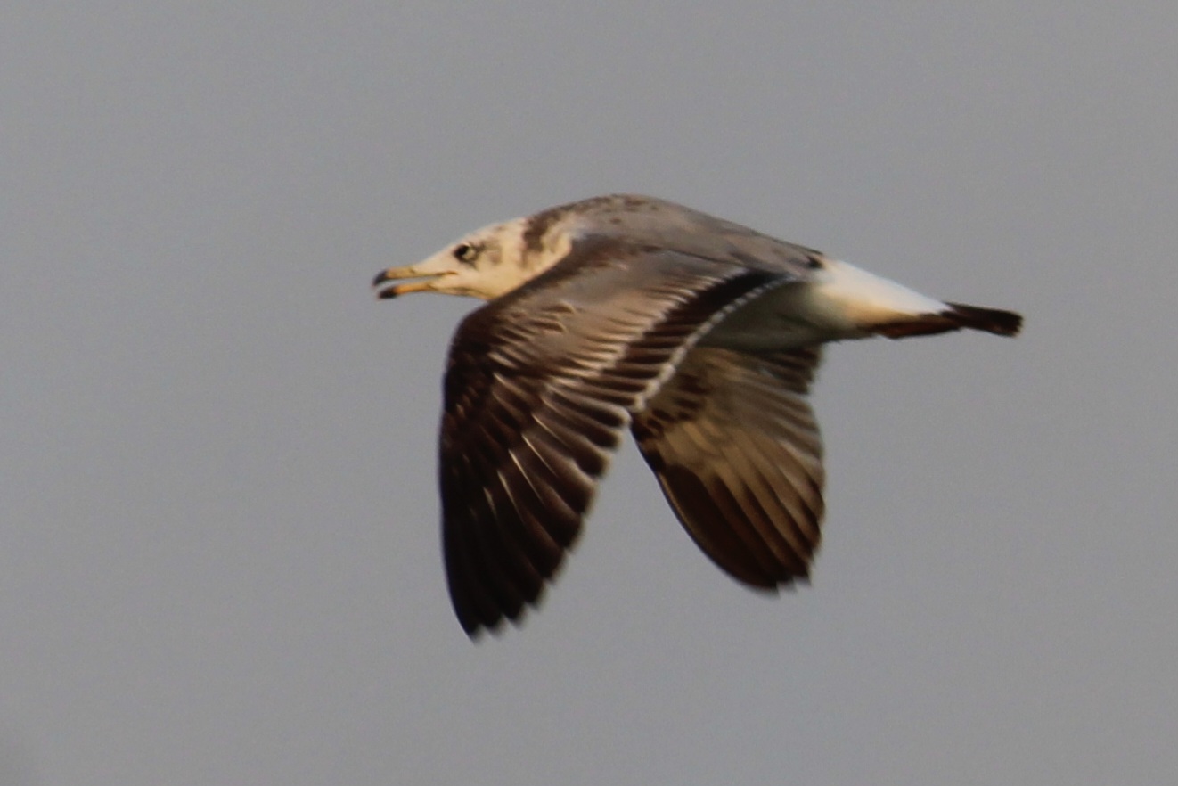 Caspian Gull