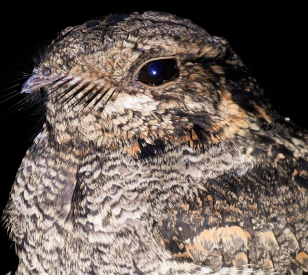 Grey Nightjar