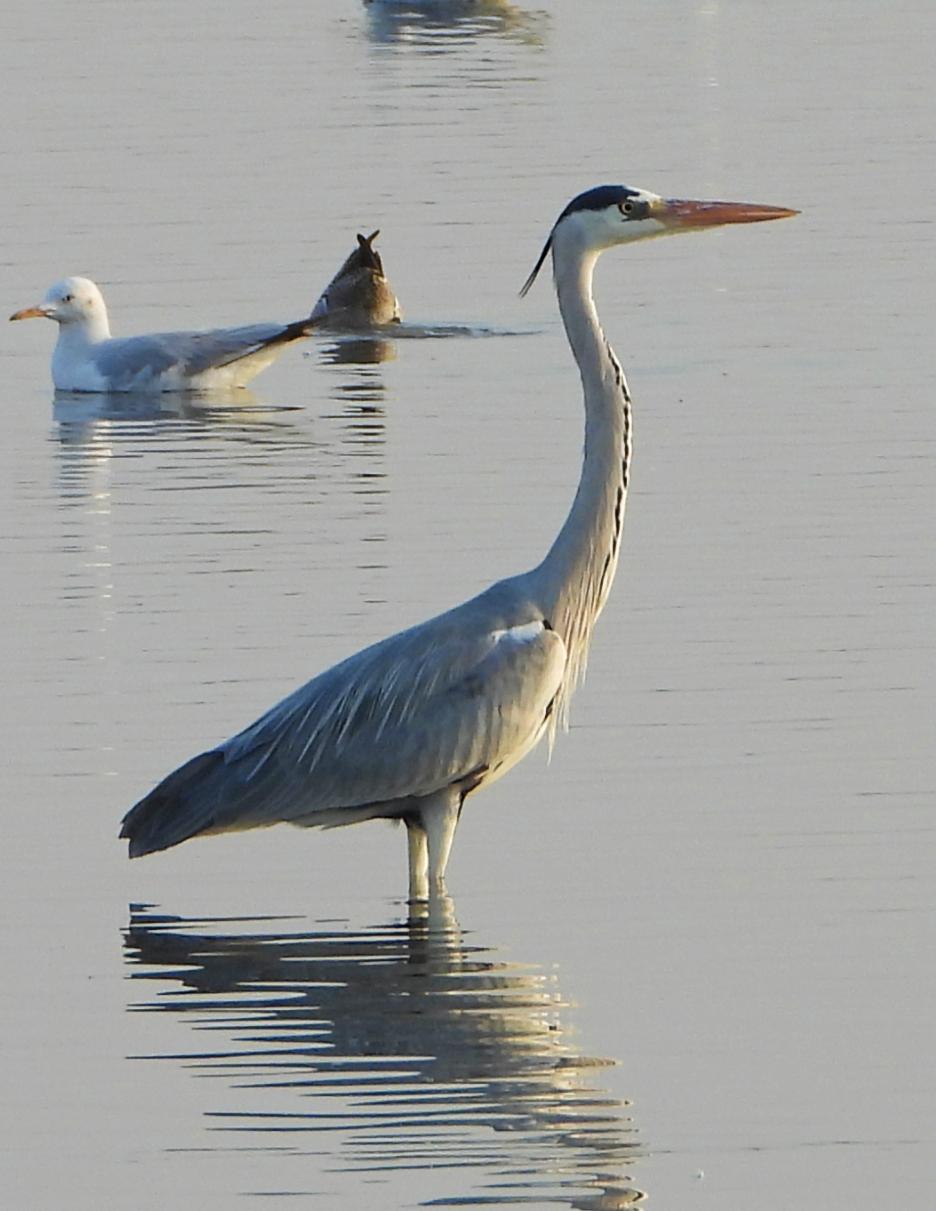 Grey Heron