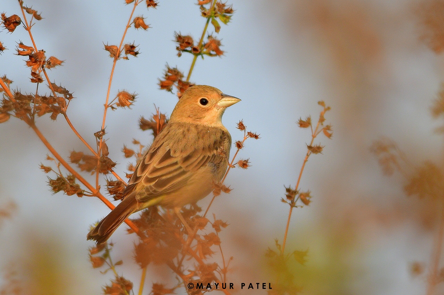 Red-headed Bunting