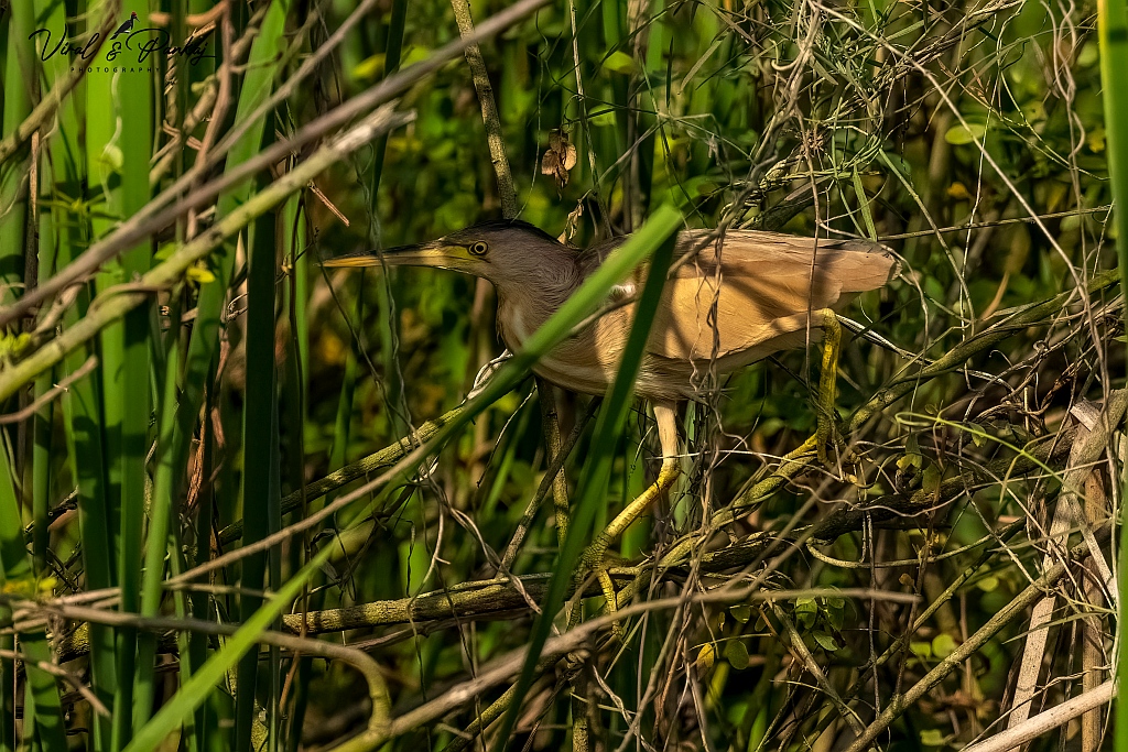 Yellow Bittern