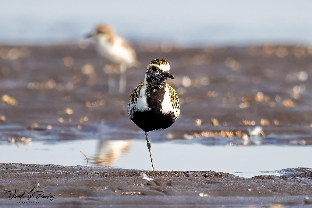 Pacific Golden Plover