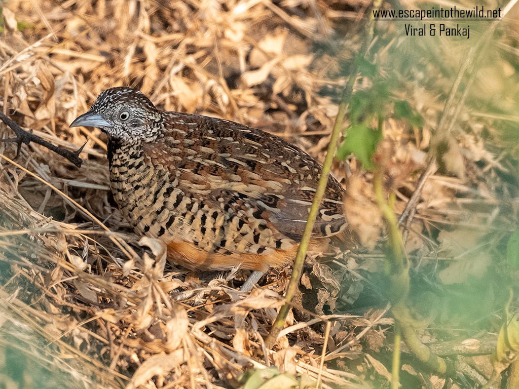 Barred Button Quail