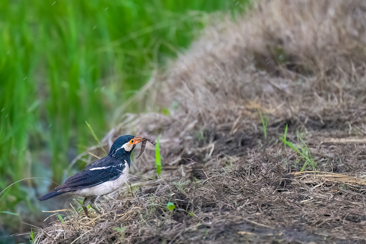 Asian Pied Starling