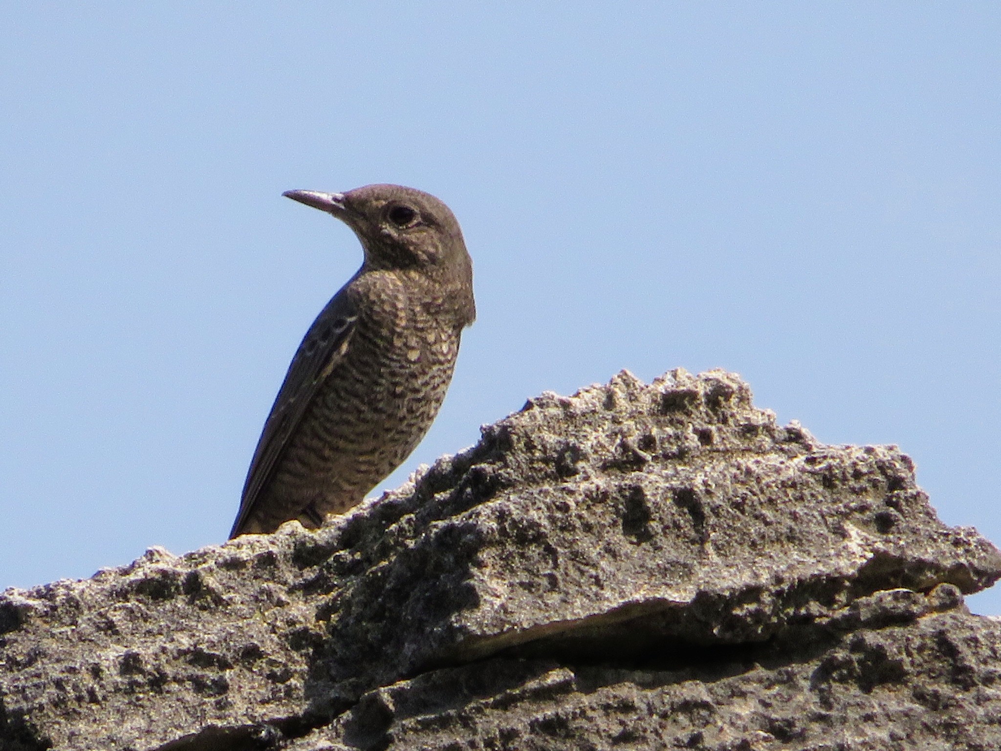 Blue Rock Thrush