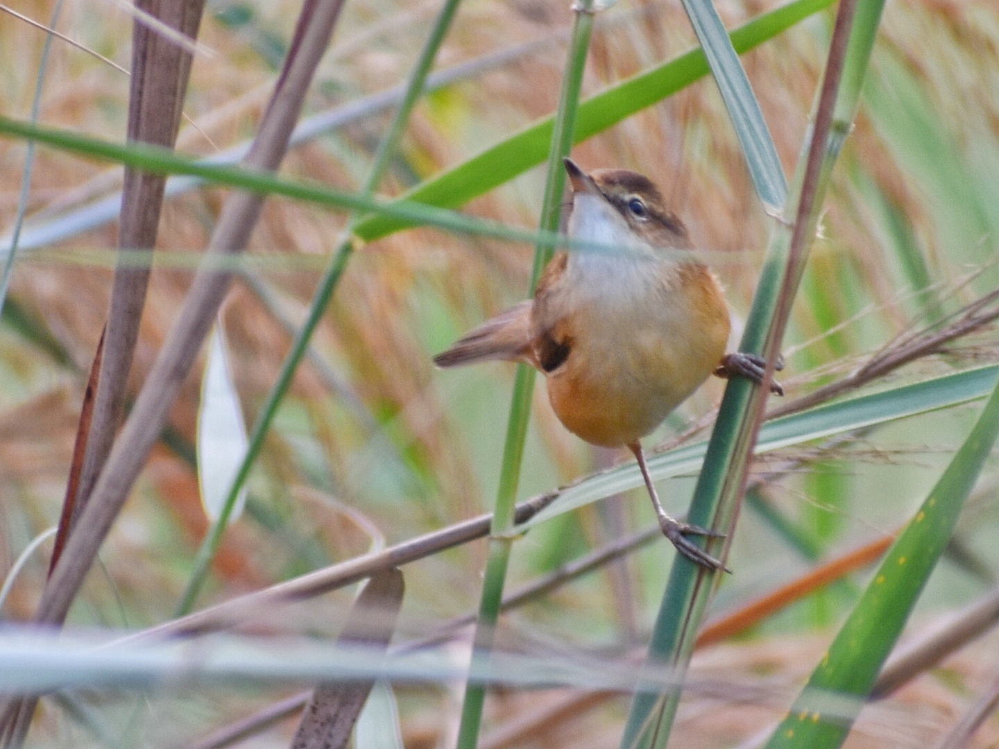 Paddyfield Warbler