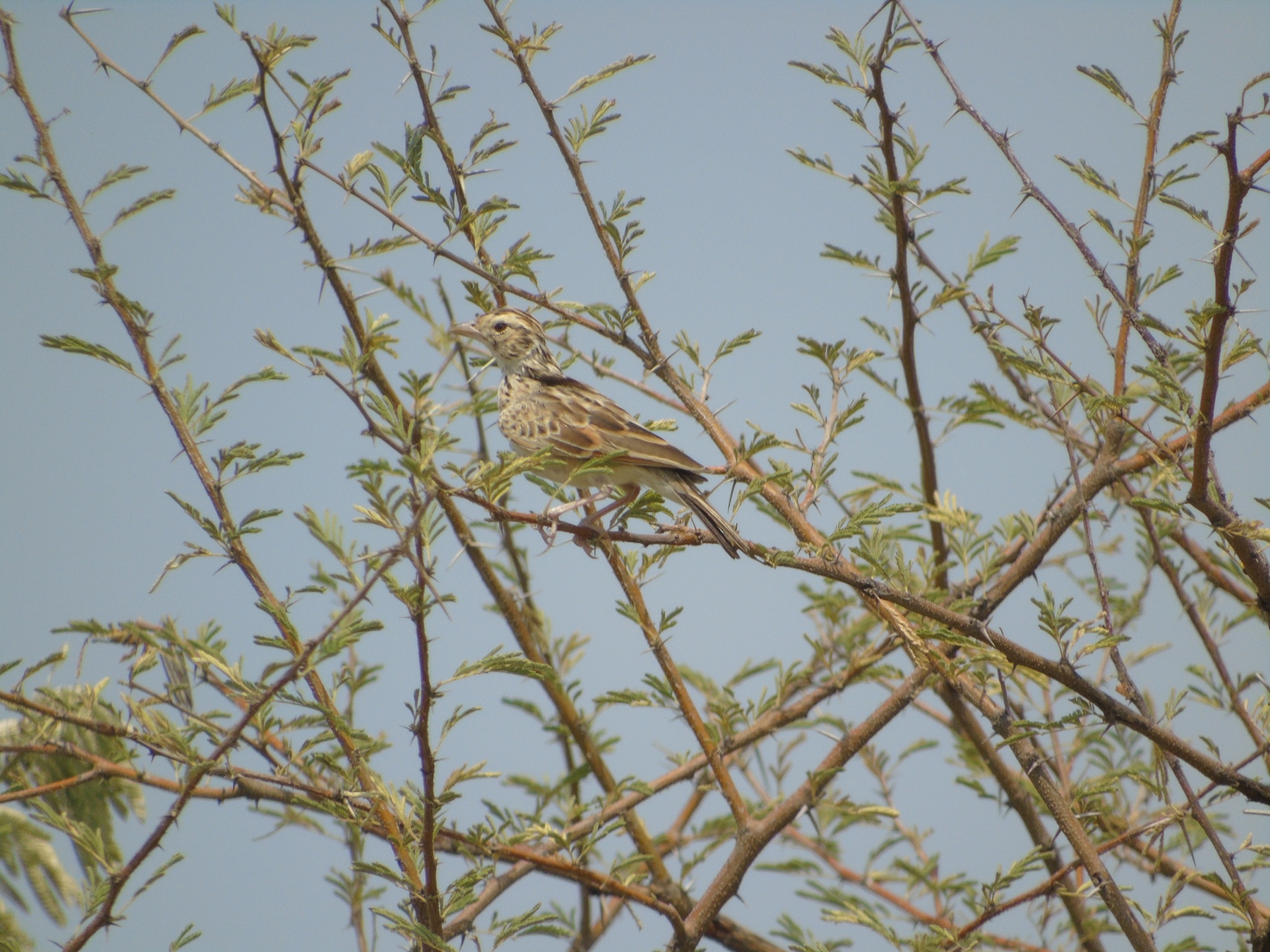 Indian Bush Lark