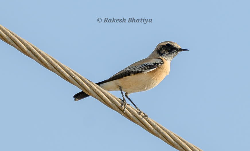 Desert Wheatear