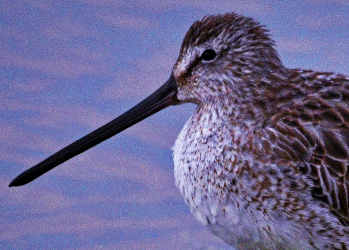 Asian Dowitcher 