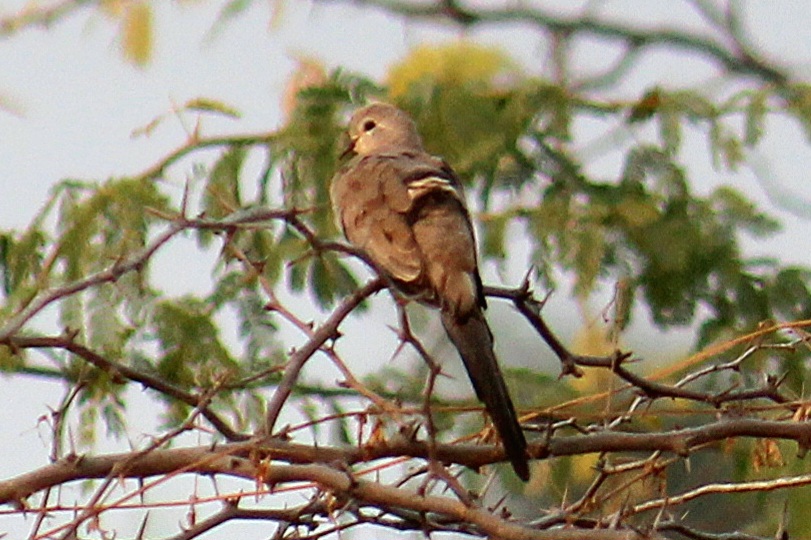 Namaqua Dove