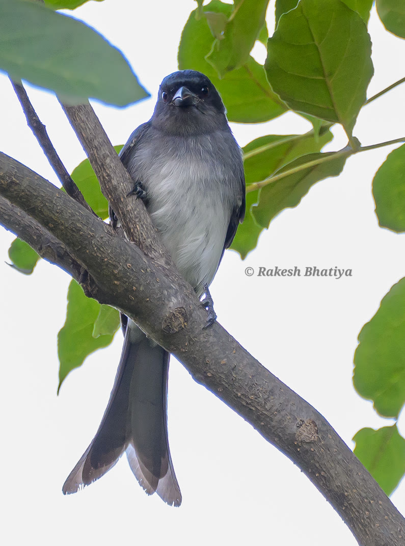 White-bellied Drongo