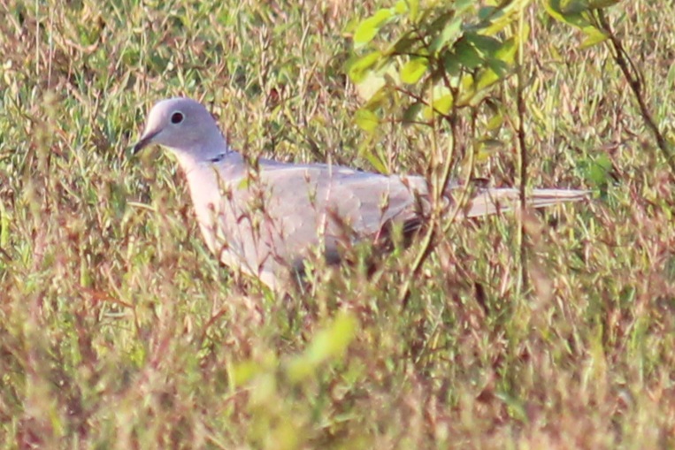 Eurasian Collared Dove