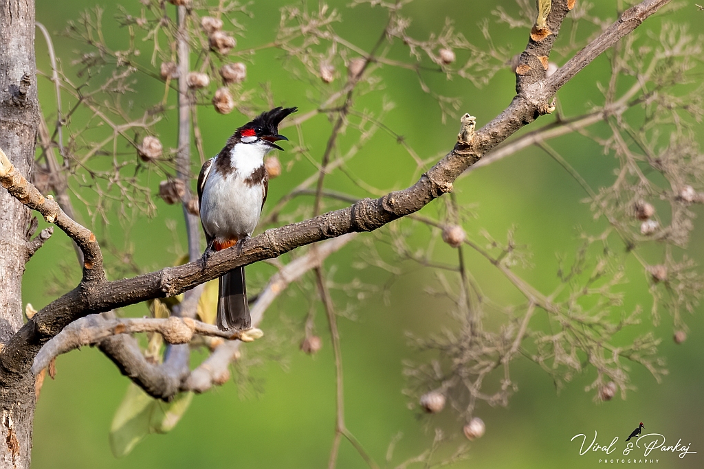 Red-whiskered Bulbul