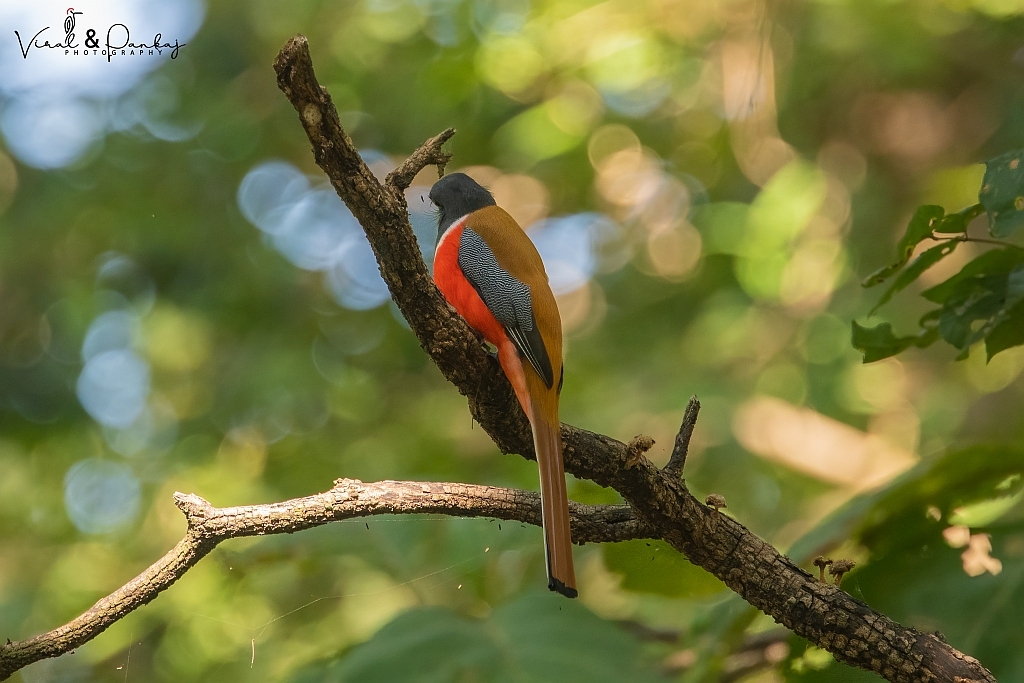 Malabar Trogon
