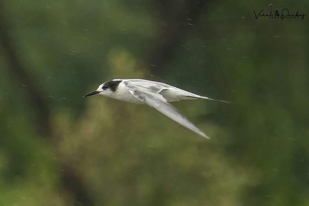 Common Tern