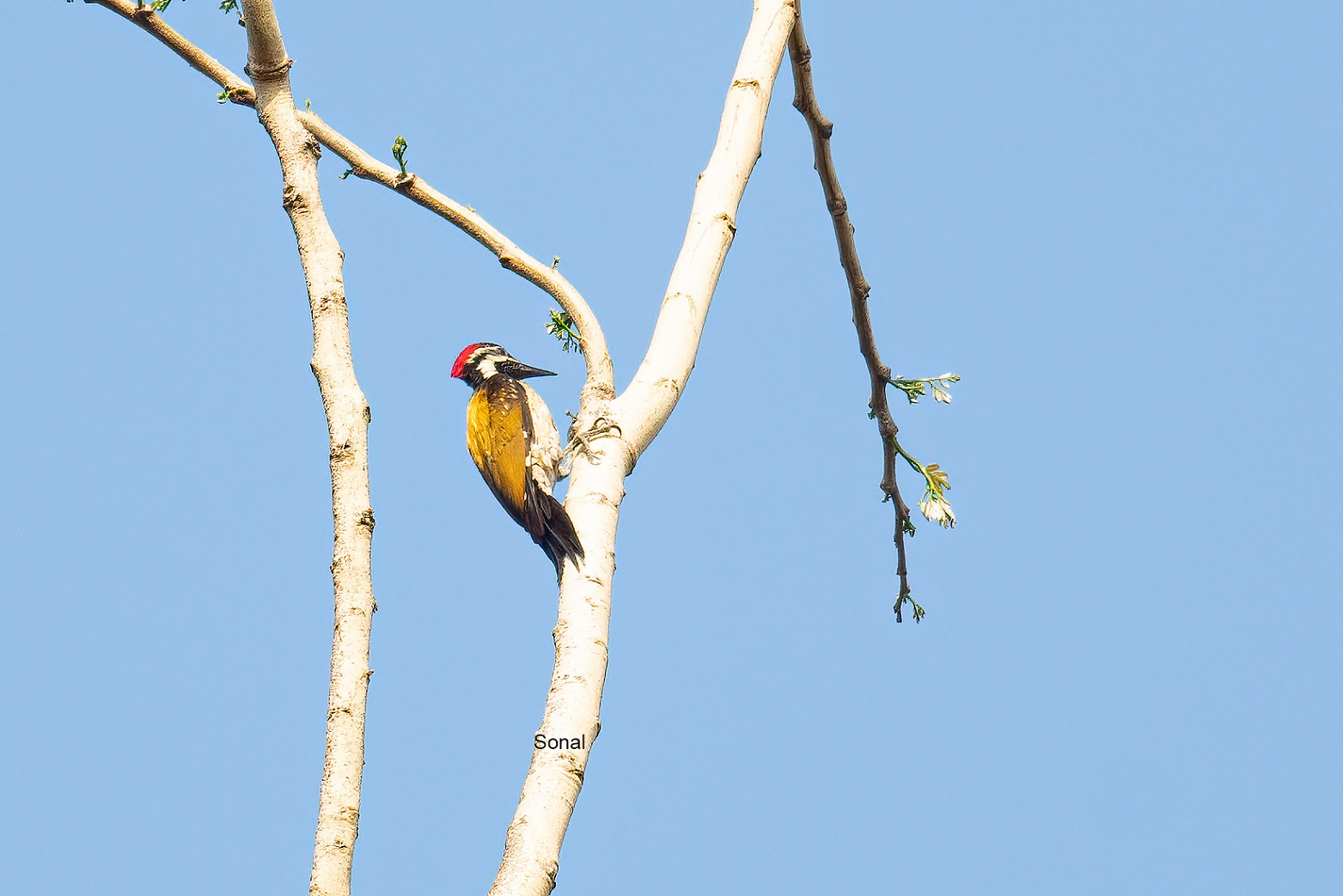 Black-rumped Flameback