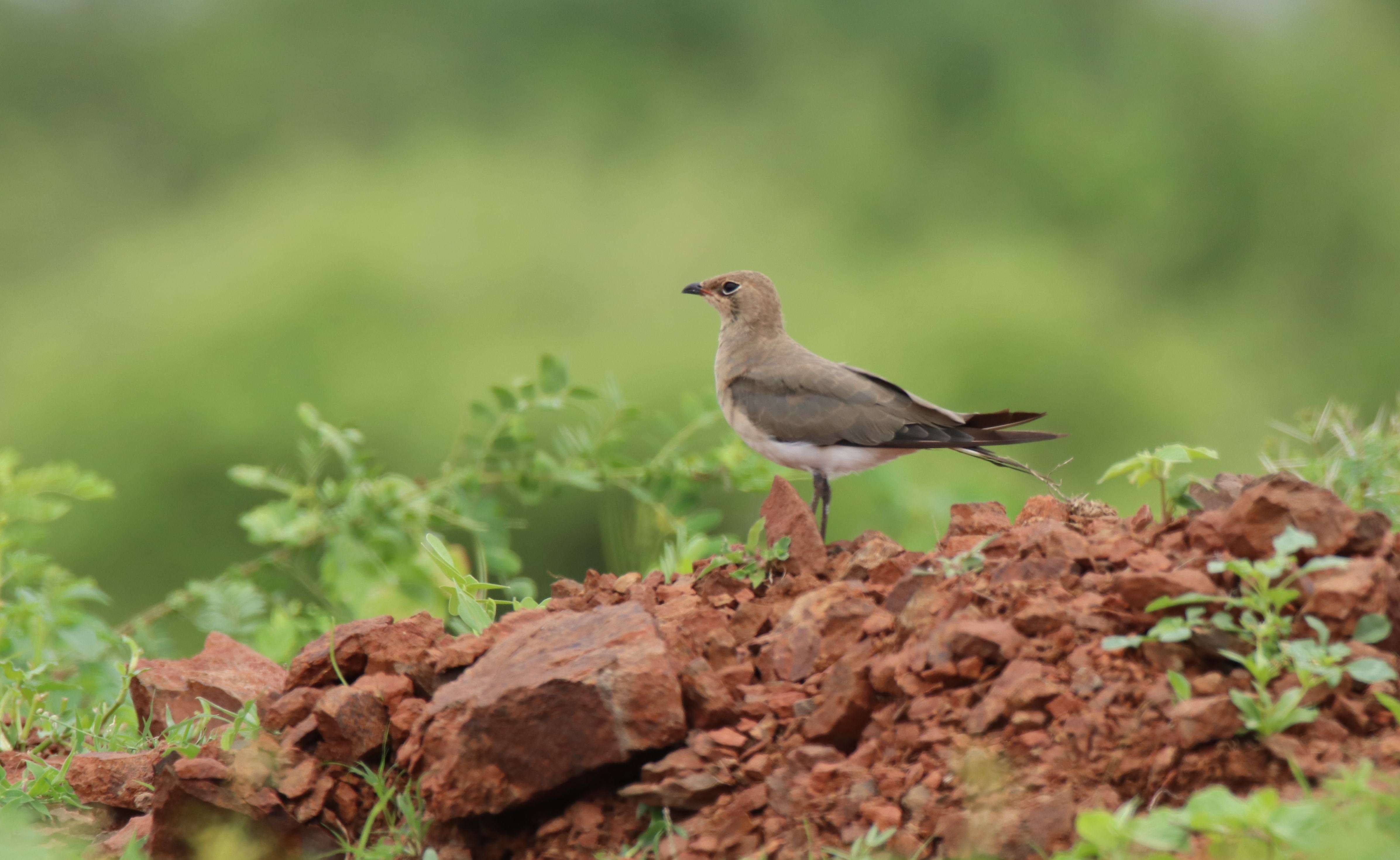 Oriental Pratincole