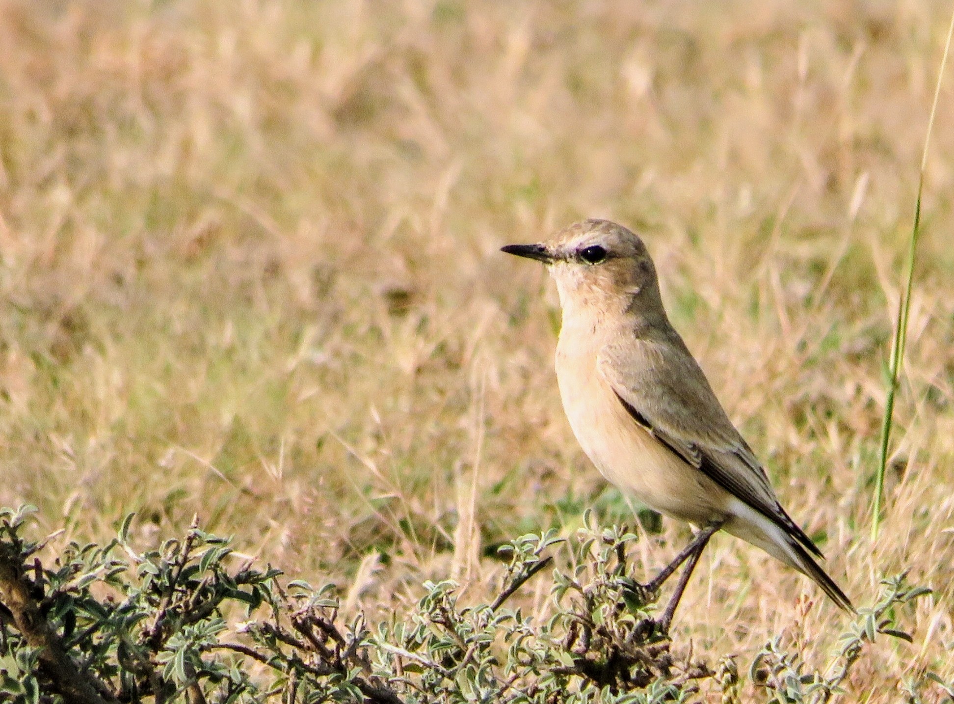 Isabelline Wheatear
