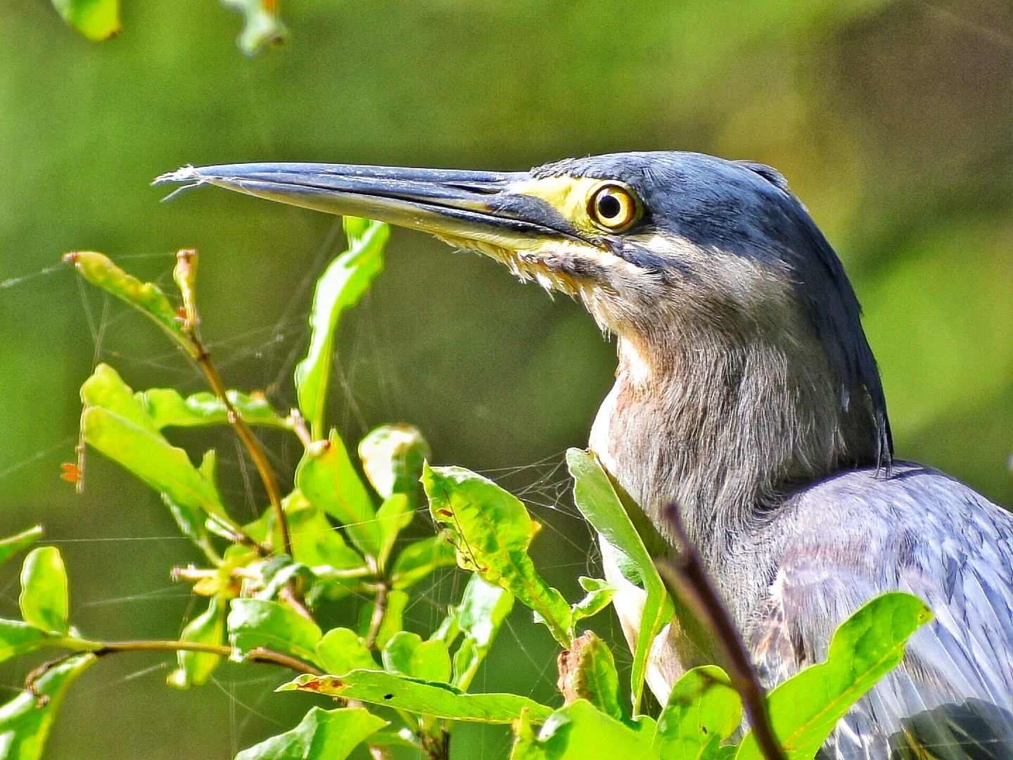 Striated Heron