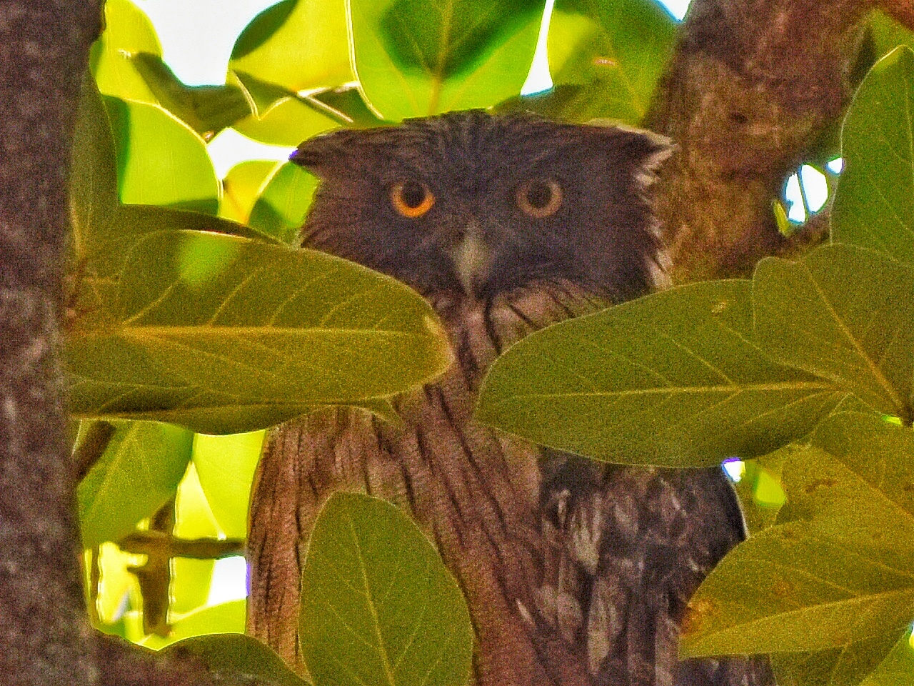 Brown Fish Owl